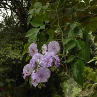 Solanum wendlandii Hook.f.